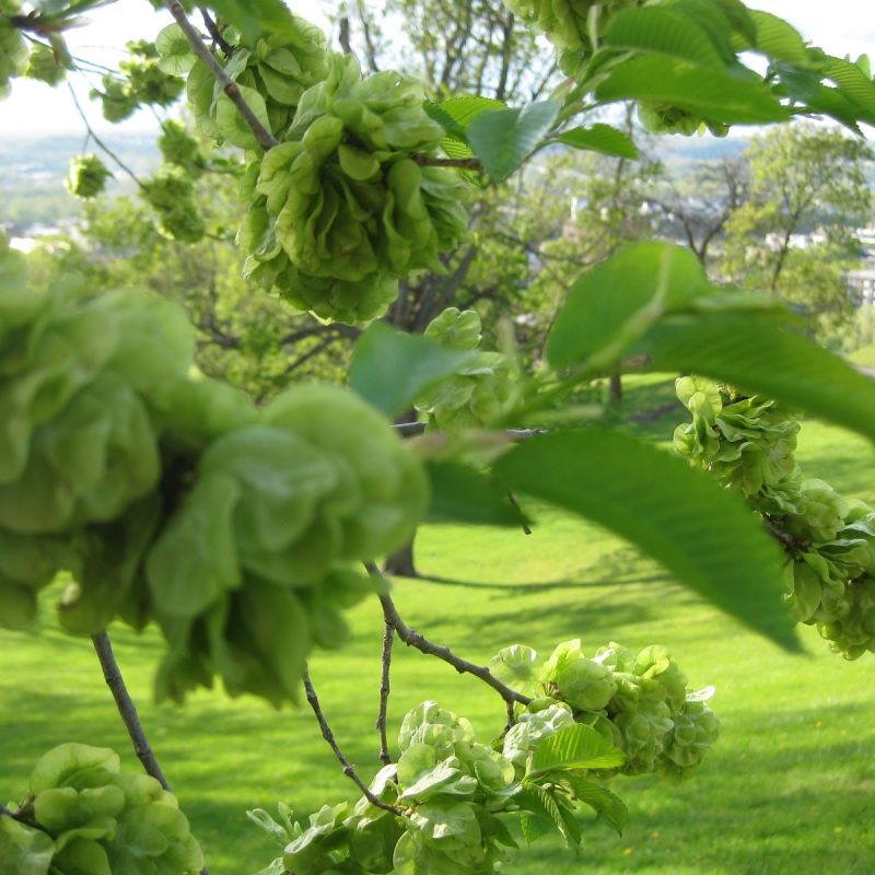 Slippery elm - Tree