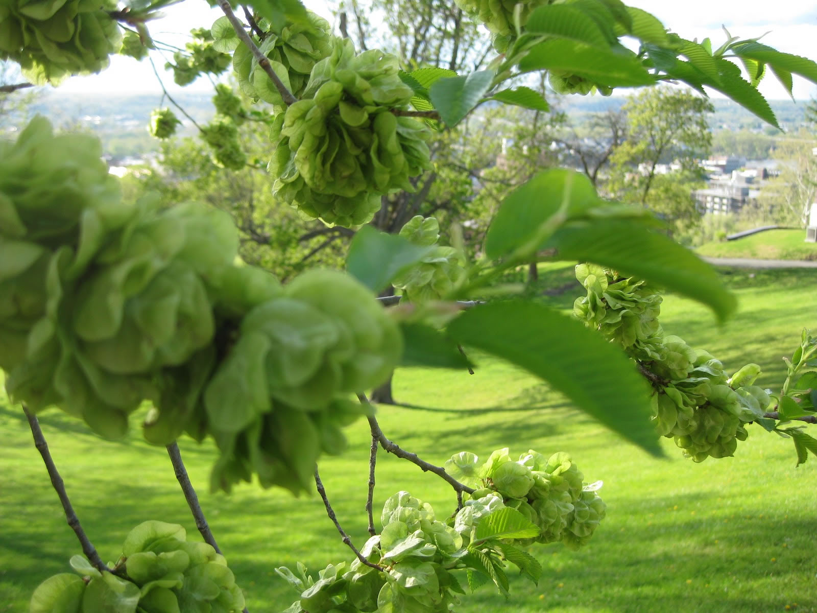 Herbal How-To: Slippery Elm Tea