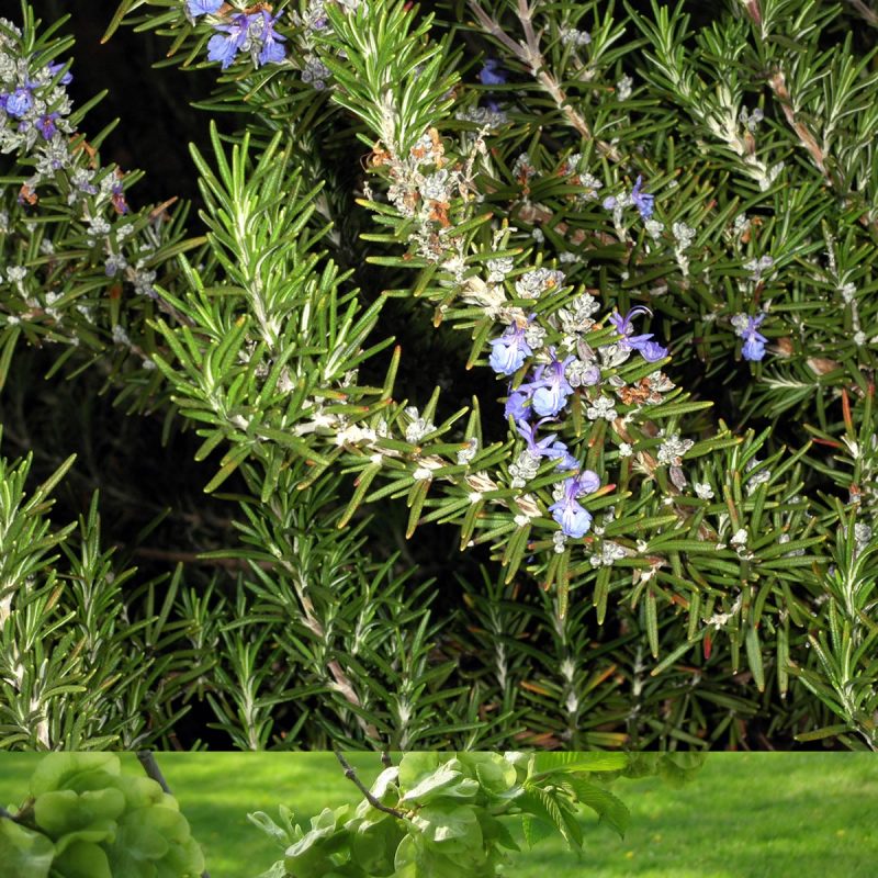 Rosemary - Subshrub