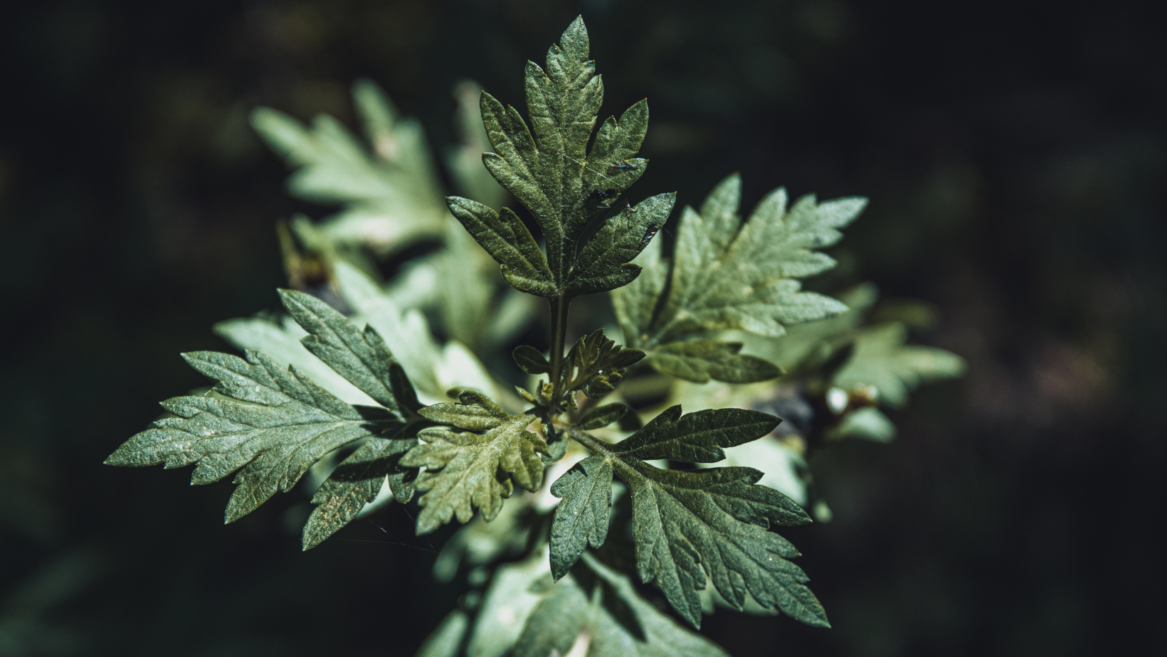 Mugwort, artemisia vulgaris