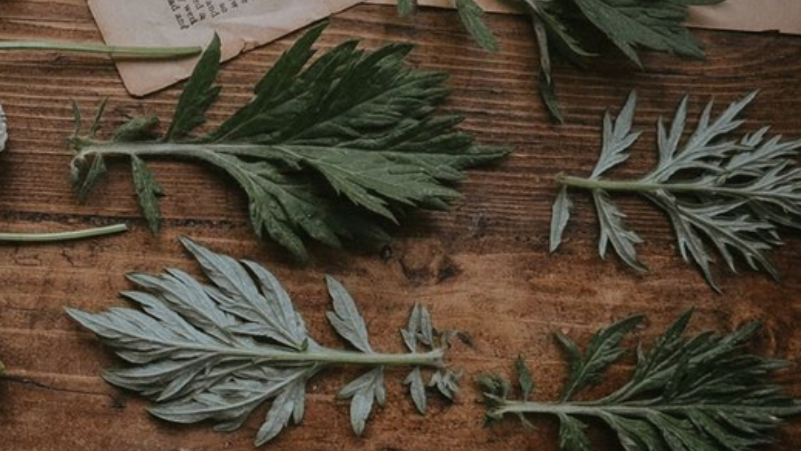 mugwort, essential oil, insect repellant