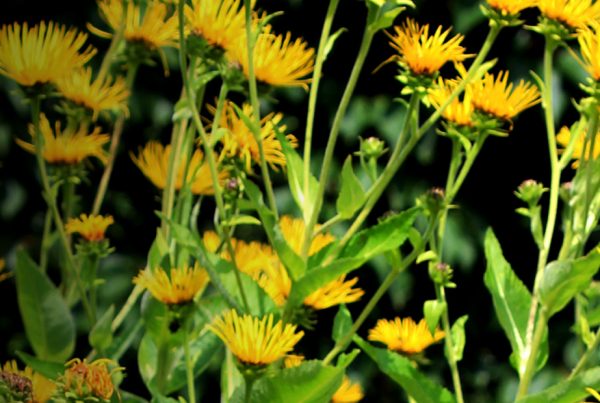 Elecampane - Flowering plant