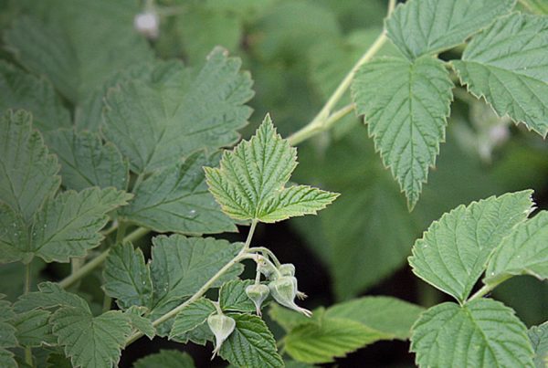 Red raspberry - Red raspberry leaf