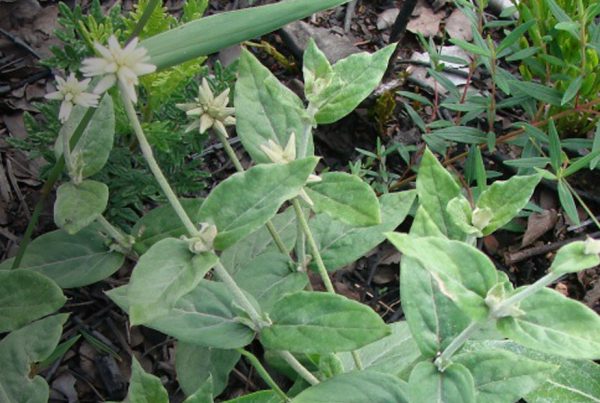 Brazilian ginseng - Pfaffia