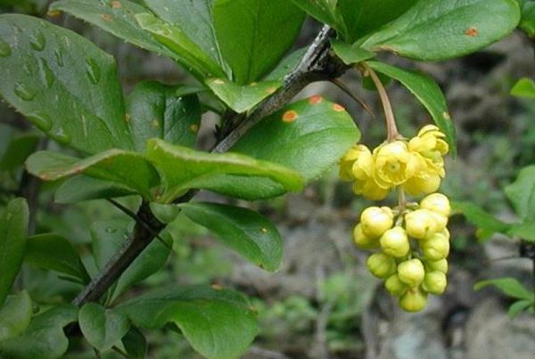 Shrub - Flora