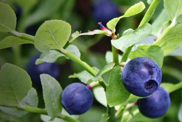 Heart - Bilberry