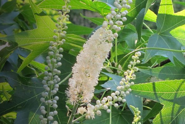 Black cohosh - Health