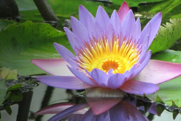 Sacred lotus - Egyptian lotus