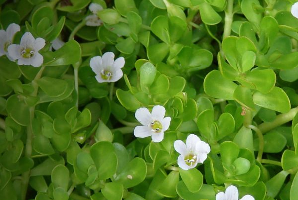 Waterhyssop - Herb