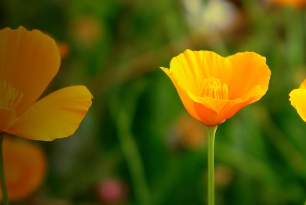 Flowering plant - California poppy