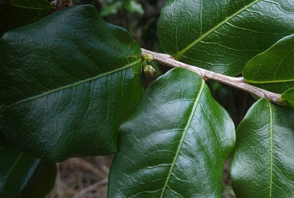 Leaf - Plant stem