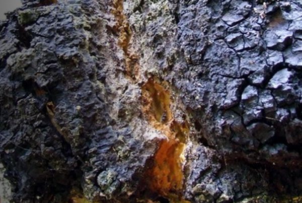 Chaga mushroom - Fungus