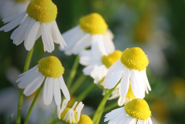 Roman chamomile - Flora