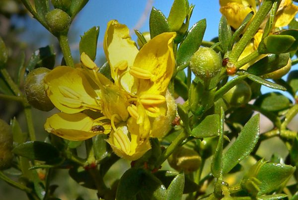 Flora - Common evening-primrose