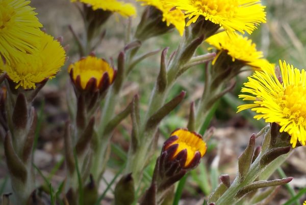 Dandelion - Coltsfoot