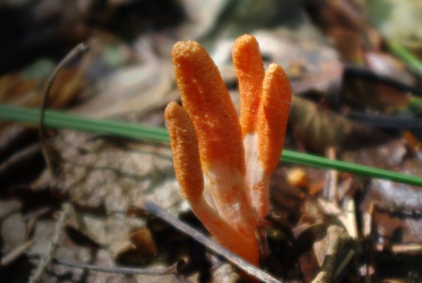 Caterpillar fungus - Fungus