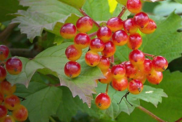 Guelder-rose - Japanese snowball