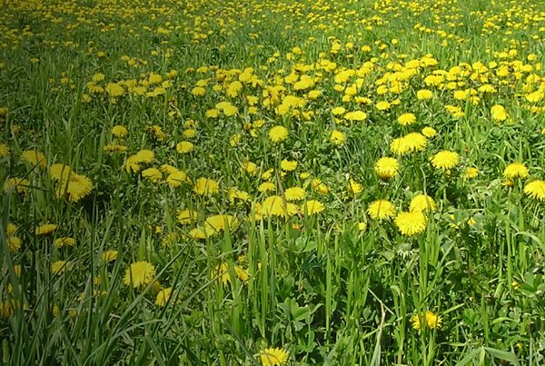 Common Dandelion - Imielin