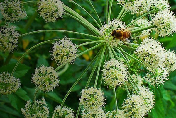 Female ginseng - Norwegian angelica