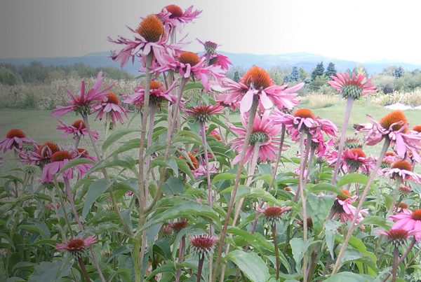 Coneflower - Flowering plant