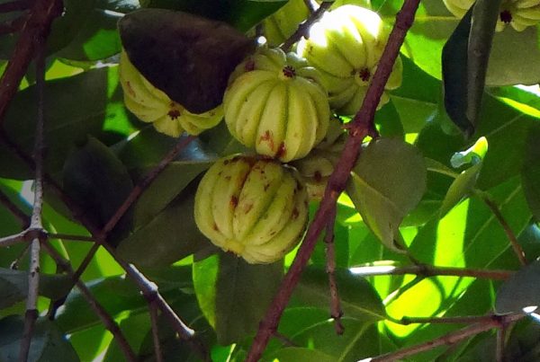 Garcinia cambogia - Weight loss