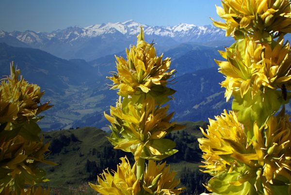 Gentiana lutea - bitterness