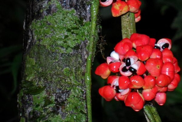 Guarana - Plant stem