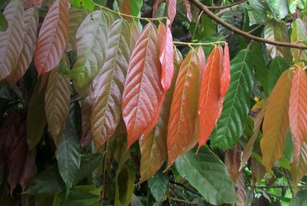 Ilex guayusa - Leaf