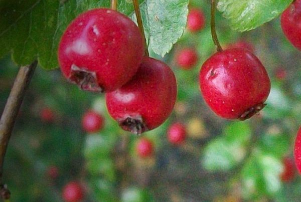 Crataegus laevigata - Common hawthorn