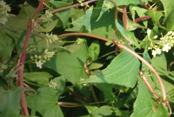 Tuber fleeceflower - Japanese knotweed