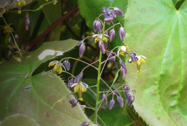 Horny goat weed - Vegetation