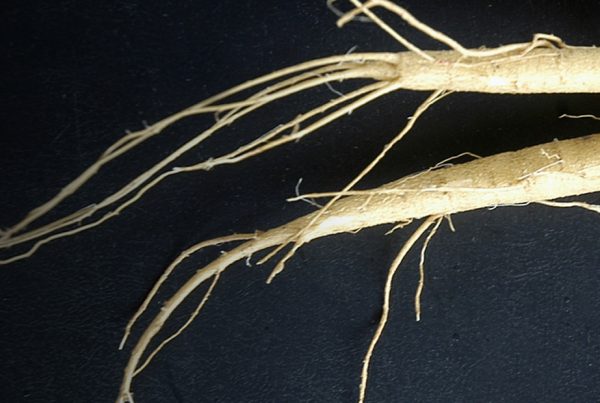 Pfaffia glomerata - Ginseng