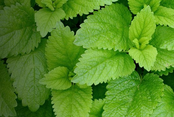 Lemon balm - Leaf