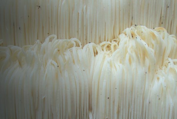 Lion's mane - Mushroom