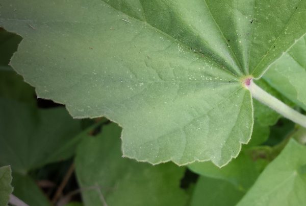 Leaf - Marsh mallow