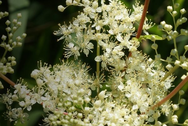 Meadowsweet - Happy Herb Shop