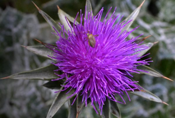 Milk thistle - Gallstone