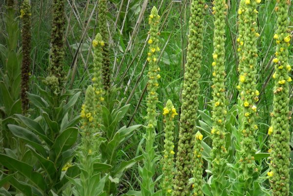 Great mullein - Happy Herb Shop