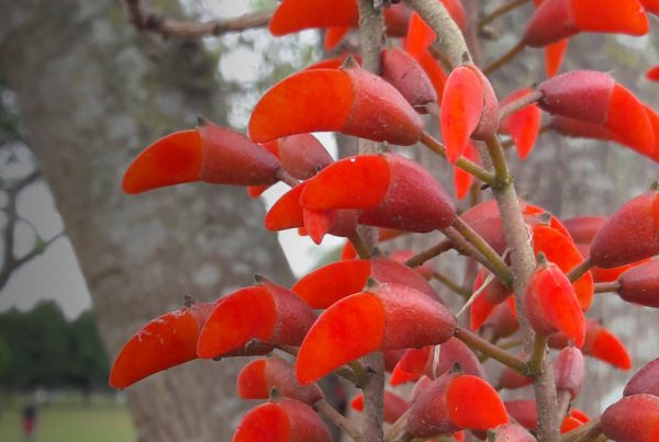 Erythrina mulungu - Sedative