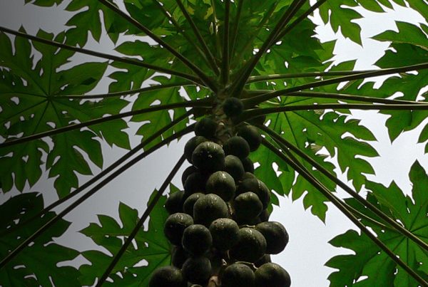 Papaya - Leaf