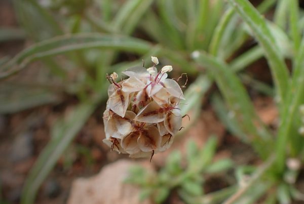 psyllium husk