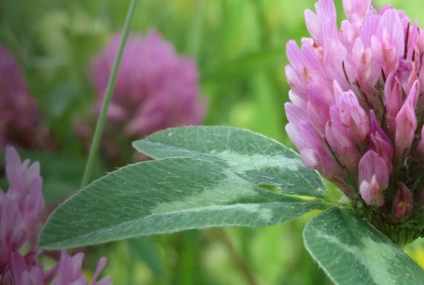 Red Clover - Meadow