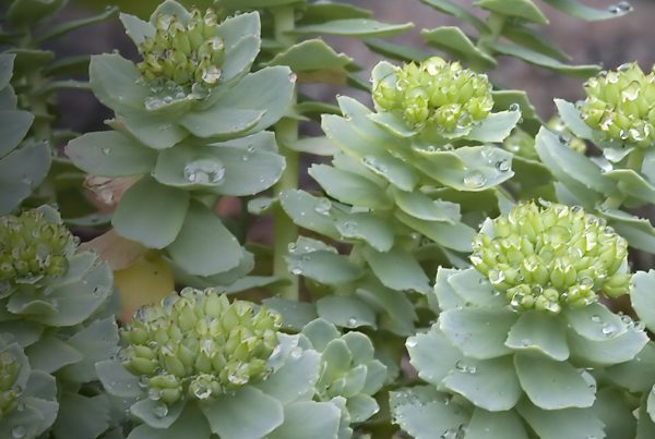 Rhodiola rosea - Adaptogen