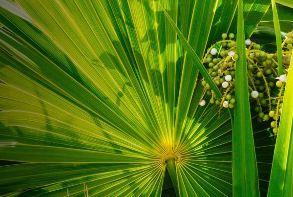 Saw palmetto - Hair