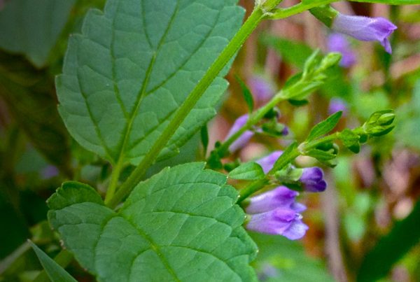 Blue Skullcap - Scutellaria baicalensis