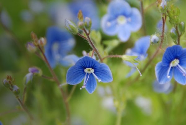 Speedwell Herb