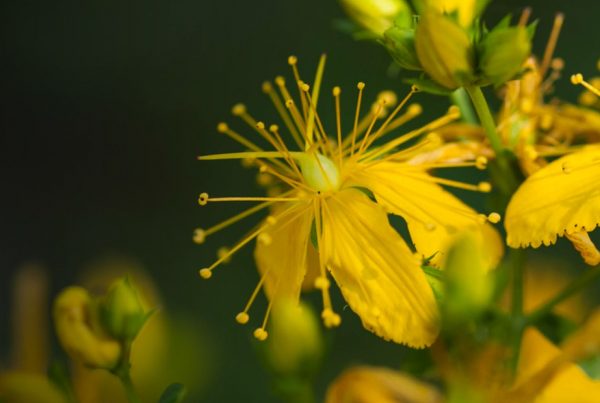 Perforate St John's-wort - Extract