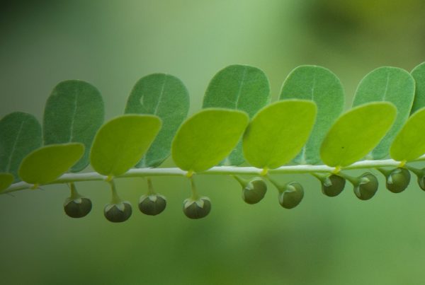 Gale of the wind - Botanical name