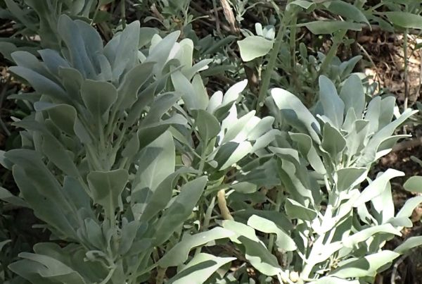 White sage - Common sage