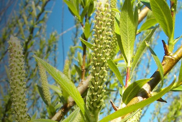 White willow - Triticale